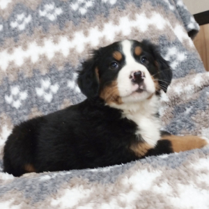 Bernese Mountain Dog Puppy Ginger