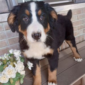 Bernese Mountain Dog Puppy Ginger