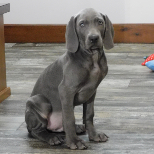 Weimaraner Puppy Jubal
