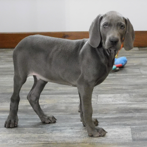 Weimaraner Puppy Jubal