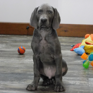Weimaraner Puppy Jubal