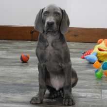 Weimaraner Puppy Jubal