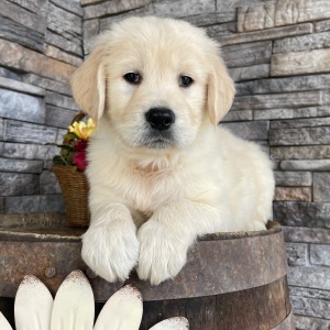 Golden Retriever Puppy Roger