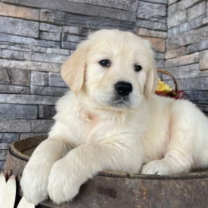 Golden Retriever Puppy Roger