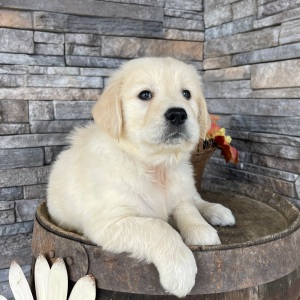 Golden Retriever Puppy Roger