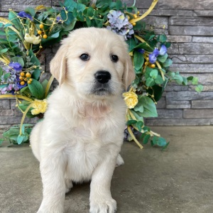 Golden Retriever Puppy Roger
