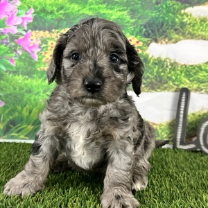 Goldendoodle Puppy Aaron