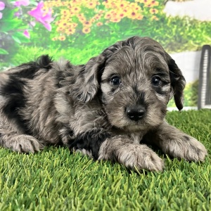 Goldendoodle Puppy Aaron