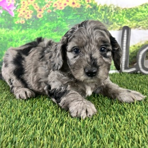 Goldendoodle Puppy Aaron