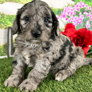 Goldendoodle Puppy Aaron