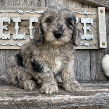 Goldendoodle Puppy Aaron