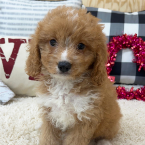 Cavapoo Puppy Rosco