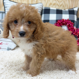 Cavapoo Puppy Rosco