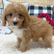 Cavapoo Puppy Rosco