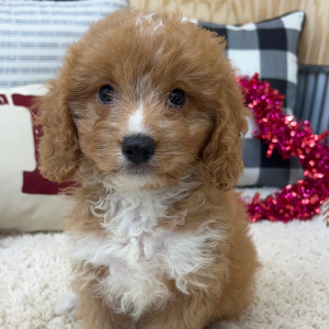 Cavapoo Puppy Rosco