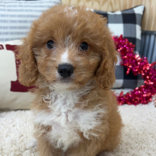 Cavapoo Puppy Rosco