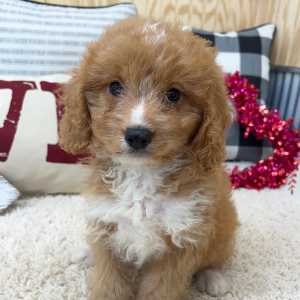Cavapoo Puppy Rosco