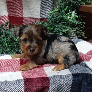 Yorkshire Terrier Puppy Clyde