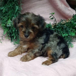 Yorkshire Terrier Puppy Clyde