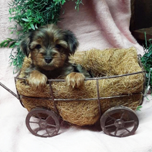Yorkshire Terrier Puppy Clyde