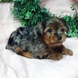 Yorkshire Terrier Puppy Clyde