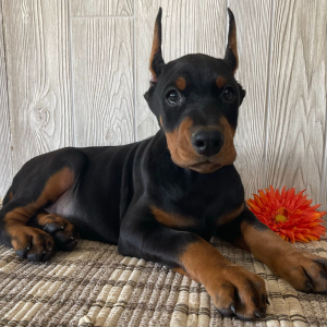 Doberman Pinscher Puppy Franco