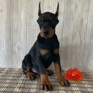 Doberman Pinscher Puppy Franco