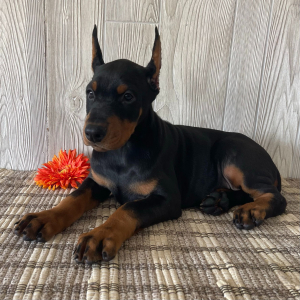 Doberman Pinscher Puppy Franco