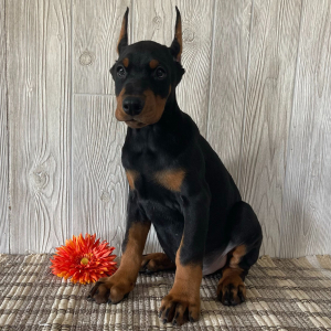 Doberman Pinscher Puppy Franco