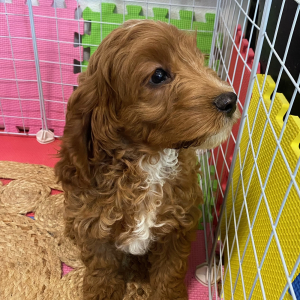 Cockapoo Puppy Hector