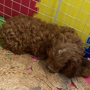 Cockapoo Puppy Hector