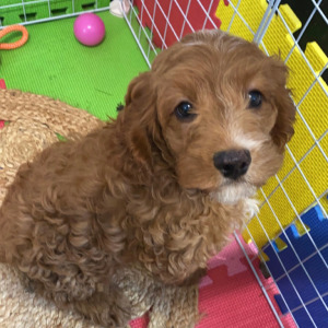 Cockapoo Puppy Hector