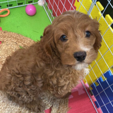 Cockapoo Puppy Hector