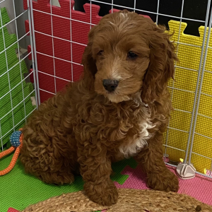 Cockapoo Puppy Hector