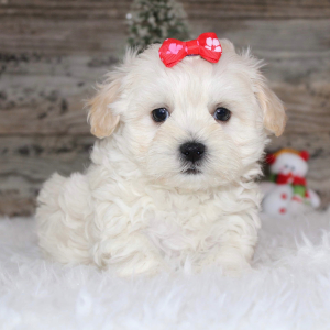 Shihpoo Puppy Tara