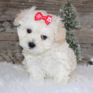 Shihpoo Puppy Tara