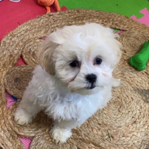 Shihpoo Puppy Tara