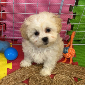Shihpoo Puppy Tara