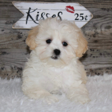 Shihpoo Puppy Tara