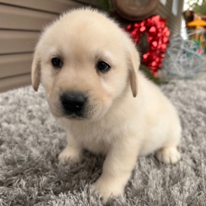 Labrador Retriever Puppy Eddy