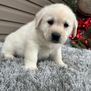 Labrador Retriever Puppy Eddy