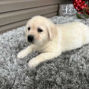 Labrador Retriever Puppy Eddy