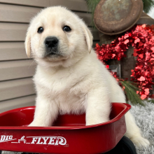 Labrador Retriever Puppy Eddy