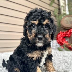 Goldendoodle Puppy Flint