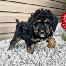 Goldendoodle Puppy Flint