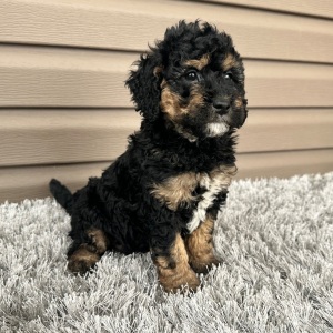 Goldendoodle Puppy Flint