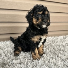 Goldendoodle Puppy Flint