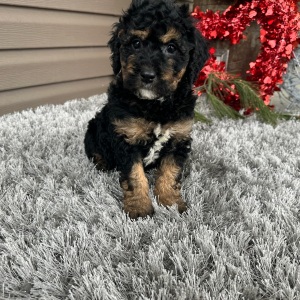 Goldendoodle Puppy Flint