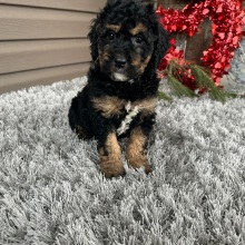 Goldendoodle Puppy Flint