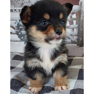 Pembroke Welsh Corgi Puppy Ryder